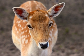 Fallow Deer